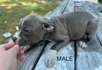 3 remaining pitbull puppies