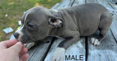 3 remaining pitbull puppies