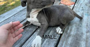 3 remaining pitbull puppies