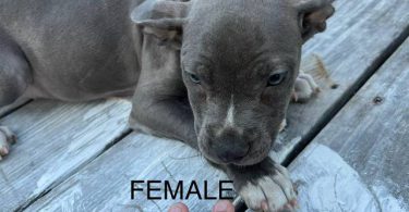 3 remaining pitbull puppies