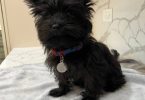 Tiny Morkie puppy for sale