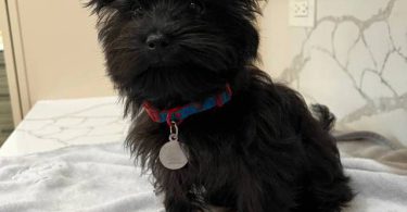 Tiny Morkie puppy for sale