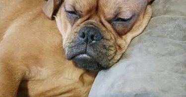 Brussel Griffon Frenchie mix puppy