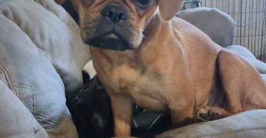 Brussel Griffon Frenchie mix puppy