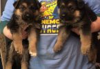 3 female purebred German Shepherd puppies