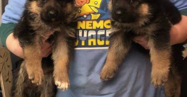 3 female purebred German Shepherd puppies