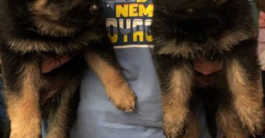 3 female purebred German Shepherd puppies