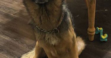 3 female purebred German Shepherd puppies