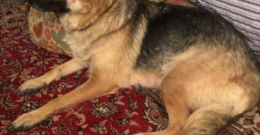 3 female purebred German Shepherd puppies