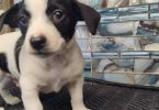 Rat Terrier puppies