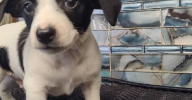 Rat Terrier puppies