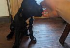 2 Rottweiler mix puppies for adoption