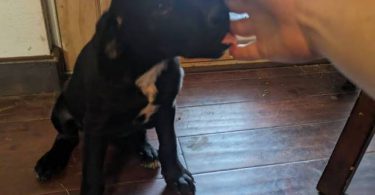 2 Rottweiler mix puppies for adoption