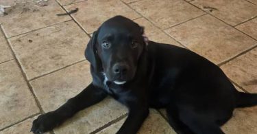 2 Rottweiler mix puppies for adoption