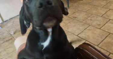 2 Rottweiler mix puppies for adoption