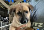 6 weeks old GSD Lab Mix Puppies