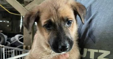 6 weeks old GSD Lab Mix Puppies