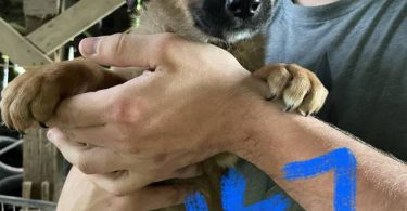 6 weeks old GSD Lab Mix Puppies