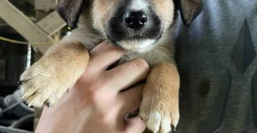 6 weeks old GSD Lab Mix Puppies