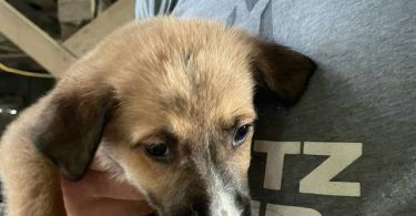 6 weeks old GSD Lab Mix Puppies
