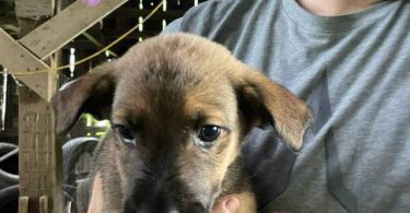 6 weeks old GSD Lab Mix Puppies
