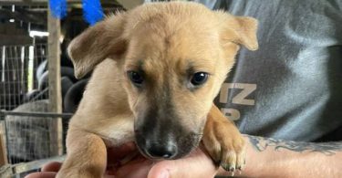 6 weeks old GSD Lab Mix Puppies