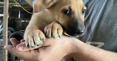 6 weeks old GSD Lab Mix Puppies