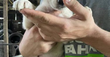 6 weeks old GSD Lab Mix Puppies