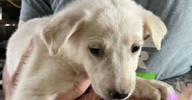 6 weeks old GSD Lab Mix Puppies