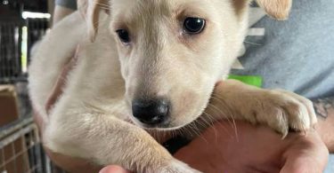 6 weeks old GSD Lab Mix Puppies