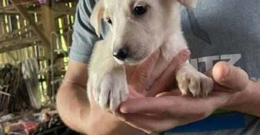 6 weeks old GSD Lab Mix Puppies