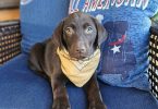 2 male AKC Labrador retriever puppies for sale