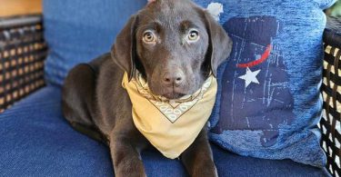 2 male AKC Labrador retriever puppies for sale