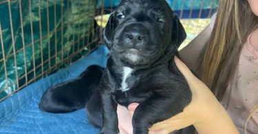 3 boy Jack Russell mix puppies for adoption
