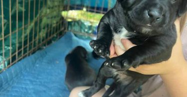 3 boy Jack Russell mix puppies for adoption