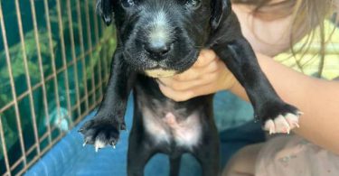 3 boy Jack Russell mix puppies for adoption