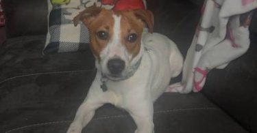 3 boy Jack Russell mix puppies for adoption