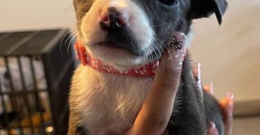 Pitbull puppies