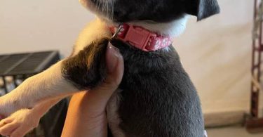 Pitbull puppies