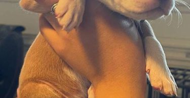 Pitbull puppies