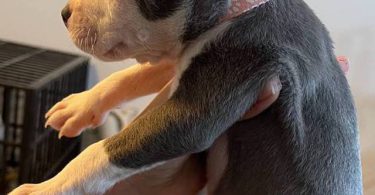 Pitbull puppies