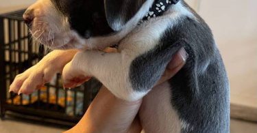 Pitbull puppies