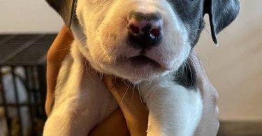 Pitbull puppies