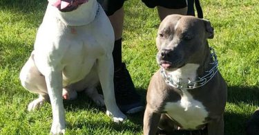 Pitbull puppies