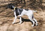 3 beautiful German shorthaired pointer puppies for sale