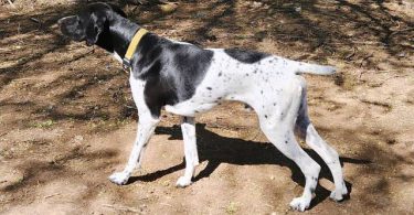 3 beautiful German shorthaired pointer puppies for sale