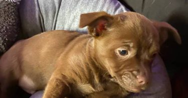 Sweet little Chiweenie puppies