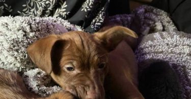 Sweet little Chiweenie puppies