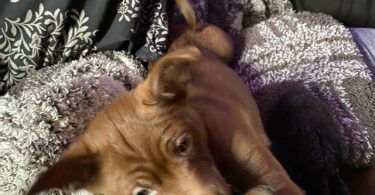 Sweet little Chiweenie puppies