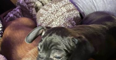 Sweet little Chiweenie puppies